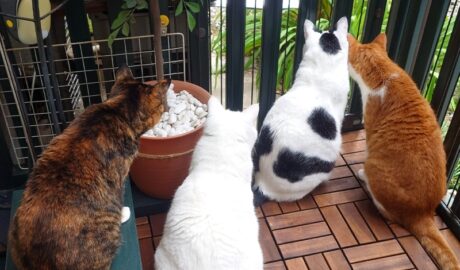 coco & fumi & Lin & Ryu