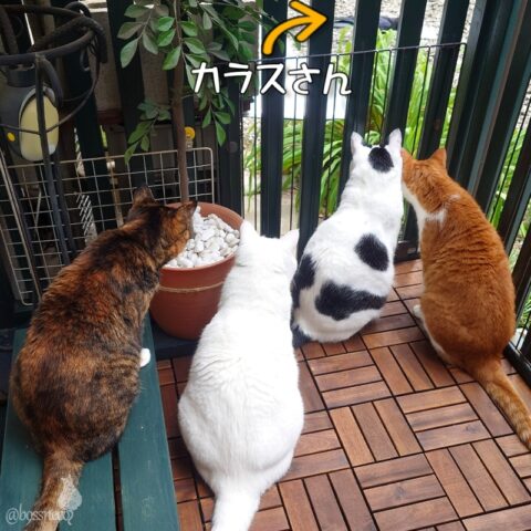 coco & fumi & Lin & Ryu