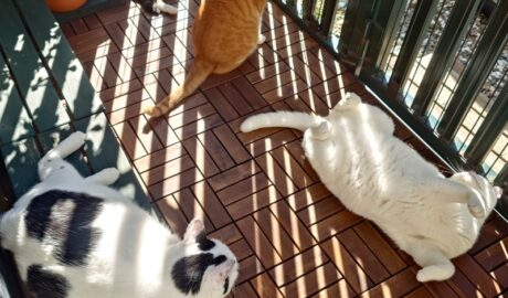 coco & fumi & Lin & Ryu