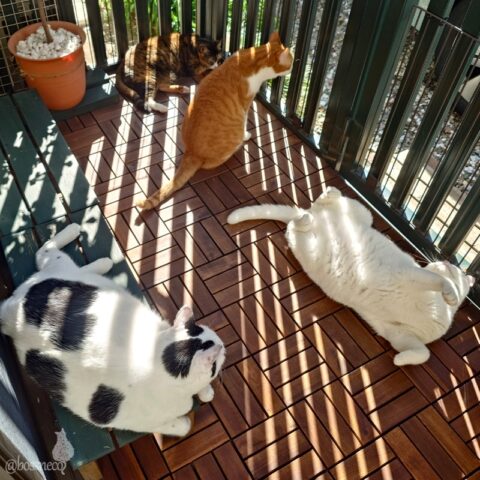 coco & fumi & Lin & Ryu