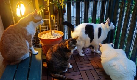 coco & fumi & Lin & Ryu