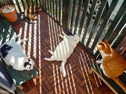 coco & fumi & Lin & Ryu