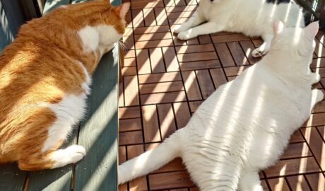 coco & fumi & Lin & Ryu