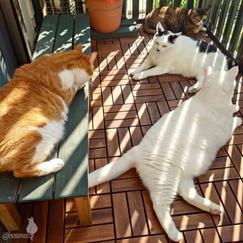 coco & fumi & Lin & Ryu