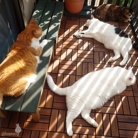 coco & fumi & Lin & Ryu