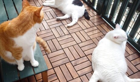 coco & fumi & Lin & Ryu