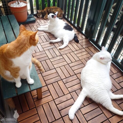 coco & fumi & Lin & Ryu