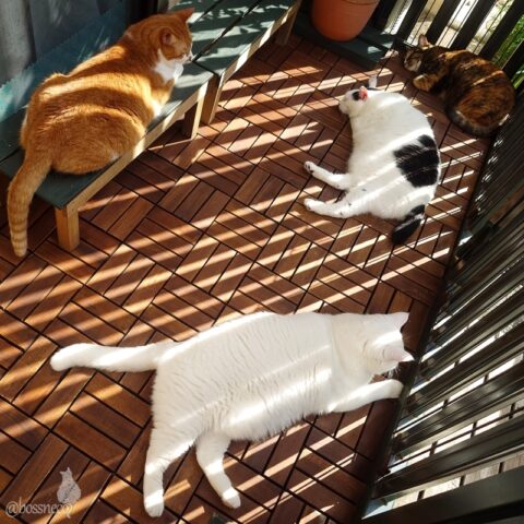 coco & fumi & Lin & Ryu