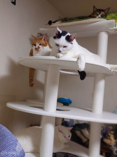 coco & fumi & Lin & Ryu