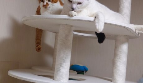 coco & fumi & Lin & Ryu