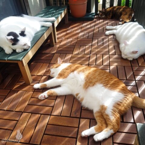 coco & fumi & Lin & Ryu