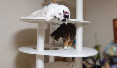 coco & fumi & Lin & Ryu