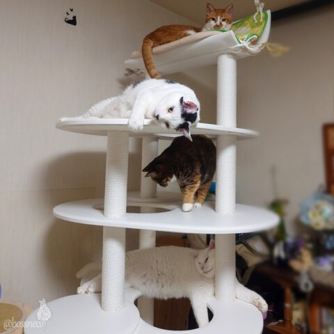 coco & fumi & Lin & Ryu