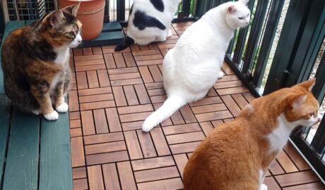 coco & fumi & Lin & Ryu