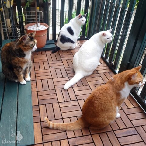 coco & fumi & Lin & Ryu