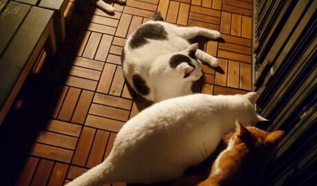 coco & fumi & Lin & Ryu