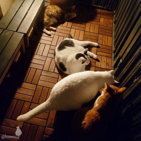 coco & fumi & Lin & Ryu