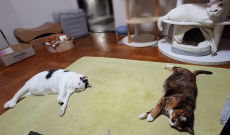 coco & fumi & Lin & Ryu