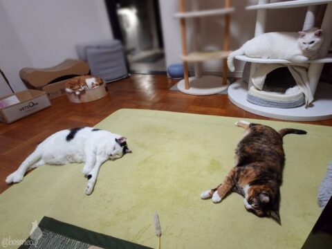 coco & fumi & Lin & Ryu