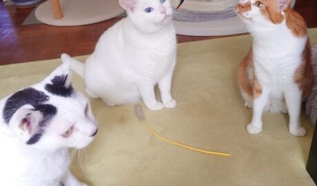 coco & fumi & Lin & Ryu