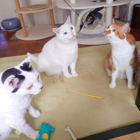 coco & fumi & Lin & Ryu