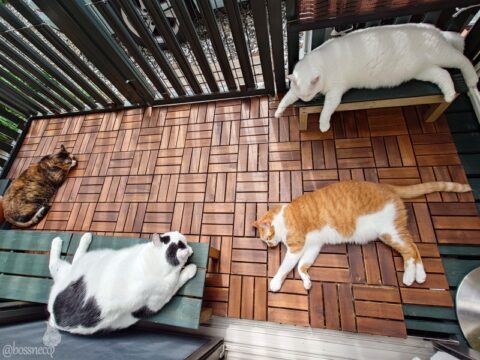 coco & fumi & Lin & Ryu