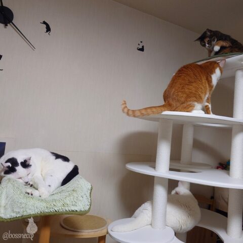 coco & fumi & Lin & Ryu