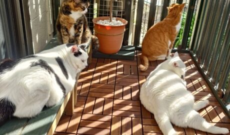 coco & fumi & Lin & Ryu