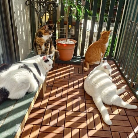 coco & fumi & Lin & Ryu