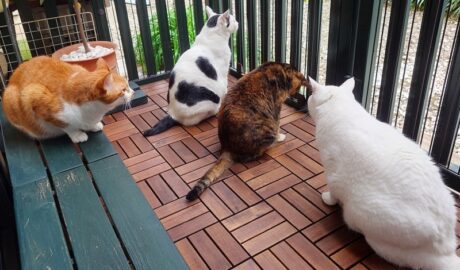 coco & fumi & Lin & Ryu