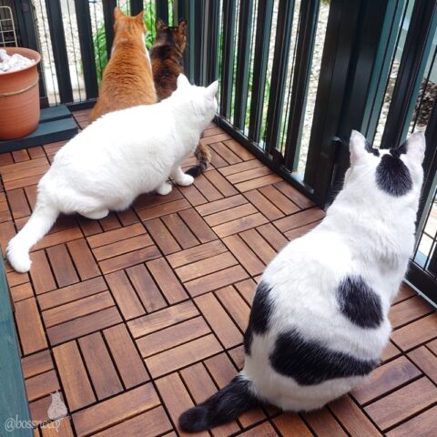 coco & fumi & Lin & Ryu