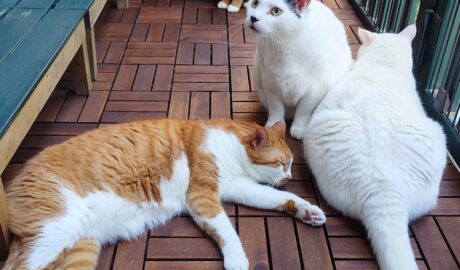 coco & fumi & Lin & Ryu