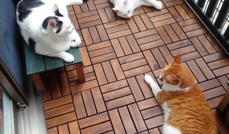 coco & fumi & Lin & Ryu