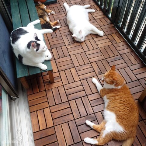 coco & fumi & Lin & Ryu