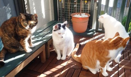 coco & fumi & Lin & Ryu