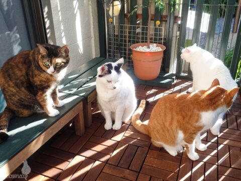 coco & fumi & Lin & Ryu