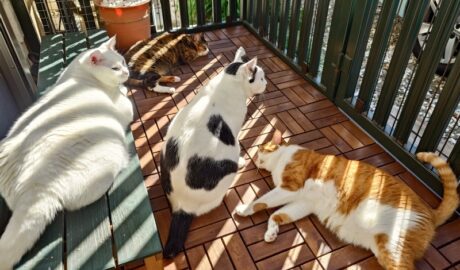 coco & fumi & Lin & Ryu