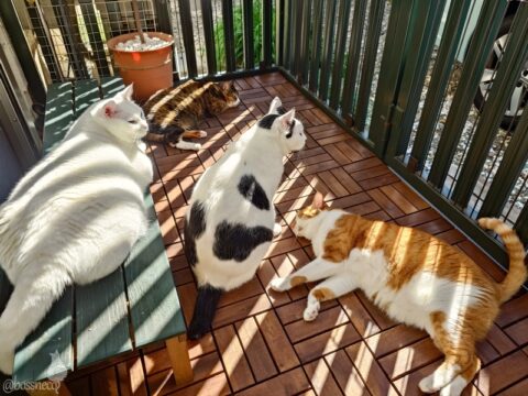 coco & fumi & Lin & Ryu