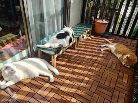 coco & fumi & Lin & Ryu