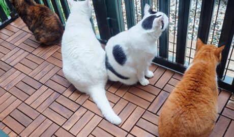 coco & fumi & Lin & Ryu