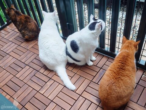 coco & fumi & Lin & Ryu