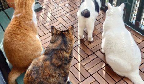 coco & fumi & Lin & Ryu