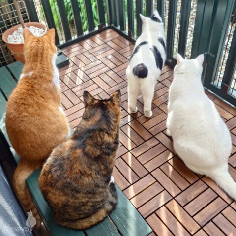 coco & fumi & Lin & Ryu