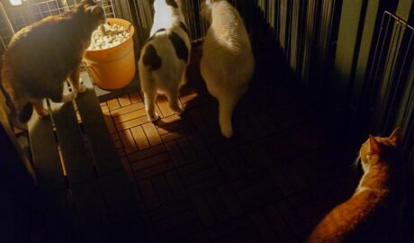 coco & fumi & Lin & Ryu