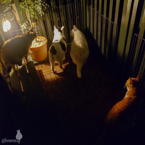 coco & fumi & Lin & Ryu