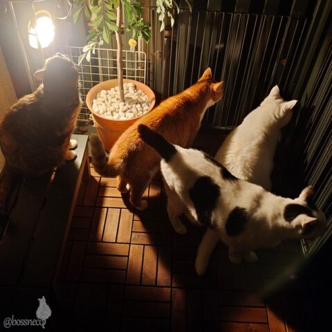 coco & fumi & Lin & Ryu