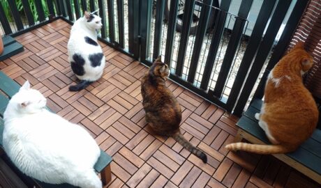 coco & fumi & Lin & Ryu