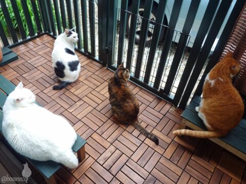 coco & fumi & Lin & Ryu