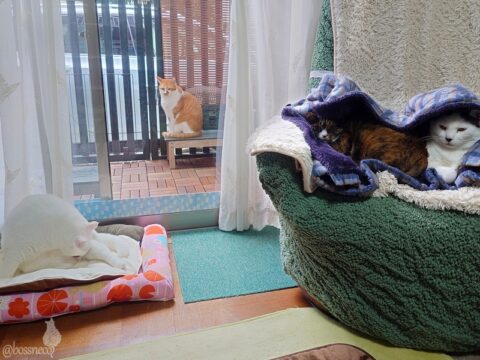 coco & fumi & Lin & Ryu