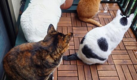 coco & fumi & Lin & Ryu